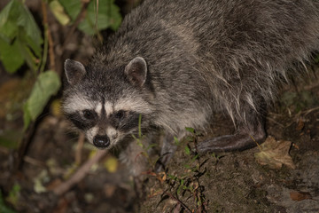 Raccoon night forest