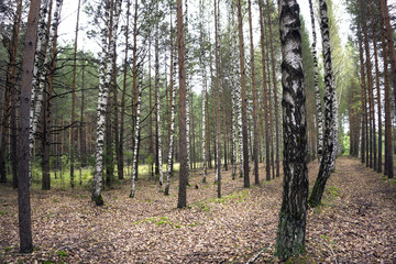 Birch forest. Birch Grove. White birch trunks. Spring sunny forest.