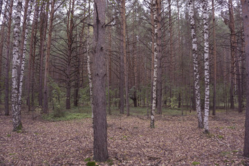 Birch forest. Birch Grove. White birch trunks. Spring sunny forest.