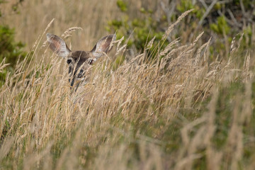 Deer hiding