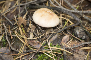inedible mushroom pale toadstool close-up against a nature background