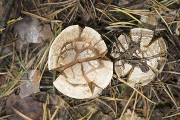 inedible mushroom pale toadstool close-up against a nature background