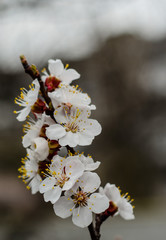 Branch of the blossoming apricot tree