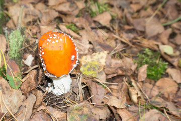 mushroom, mushroom on glade