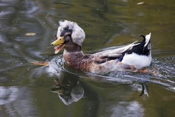 Amazing Crested duck swims in lake or river with blue water under sunlight landscape. Closeup perspective of funny duck. View of duck (lophonetta specularioides) looking at camera with open duck beak.