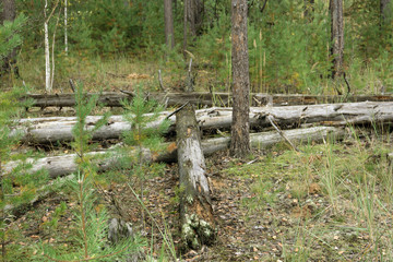 the forest lying on the ground