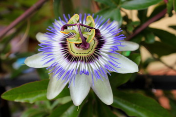 Passion Flower with sunlight in tropical garden. Beautiful Passion Flower also known as Passiflora...