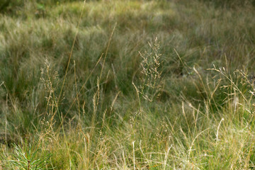 Green grass and dry grass