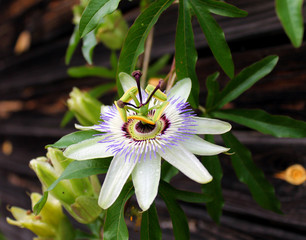 Passion Flower with sunlight in tropical garden. Beautiful Passion Flower also known as Passiflora...