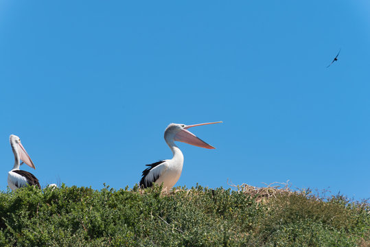 Pelikan im Profil mit Blickrichtung nach rechts und offenem Schnabel