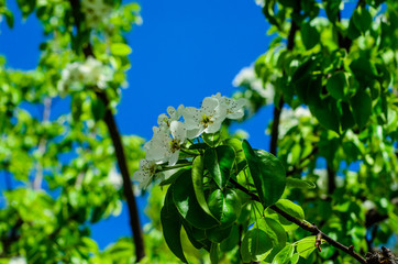 Blossoming branch of the apple tree