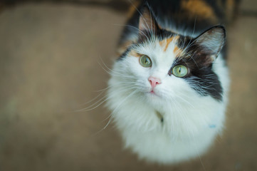 Young turtle three-colored hungry cat looking sad. Calico cat with green eyes waiting for food. Portrait of asks tortoiseshell cat. Turtle black white red sweet lovely kitten at home - happy pet day