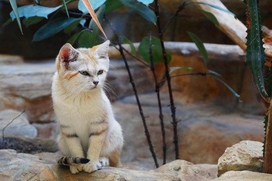 Young arabian sand cat, Felis margarita in zoo. Sand cat is a beautiful desert animal. Portrait of sand cat sitting on stone floor also known as sand dune cat.