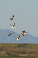 Pintail ducks flying formation