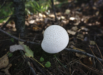 mushrooms , krasnoholovets , volnushki. in the basket , hardwood table