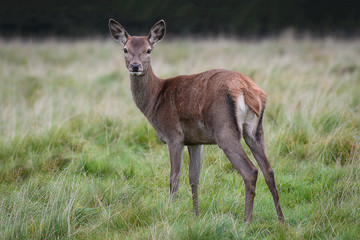 A young red deer fawn standing in grass turning slightly back and looking directly forward at the camera viewer