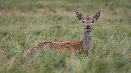 A close up of a young red deer doe fawn lying in the grass in a open field looking very watchful and alert staring directly forward at the camera