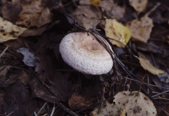 Fresh mushrooms boletus , krasnoholovets , volnushki. in the basket , hardwood table