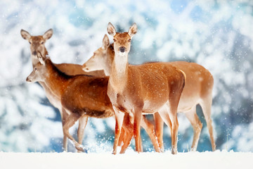 A group of beautiful female deer in the background of a snowy white forest. Noble deer (Cervus elaphus).  Artistic Christmas winter image. Snowing.