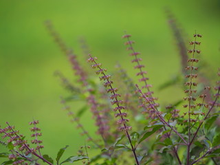 sweet basil  for cooking