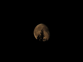  Moon and spruce