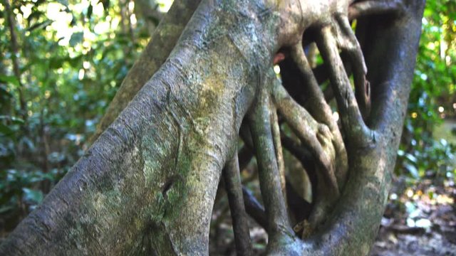a panning shot of the trunk of a strangler fig in the wet tropical rain forest of the daintree national park