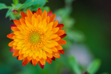 strawflower wild orange
