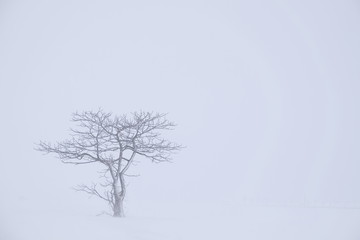 吹雪に耐える樹