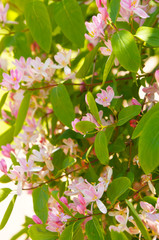 Lonicera tatarica or tartarian honeysuckle pink flowers with green in sunlight garden