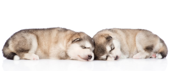 Two sleeping alaskan malamute puppies. isolated on white background