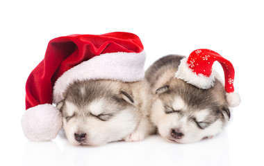 Fototapeta na wymiar Two sleeping alaskan malamute puppies in red santa hats. isolated on white background
