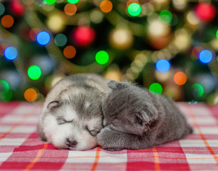 Fototapeta na wymiar Sleeping puppy and kitten on a background of the Christmas tree
