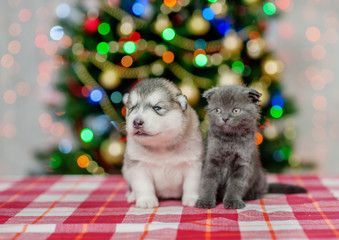 Fototapeta na wymiar Kitten and puppy on a background of the Christmas tree