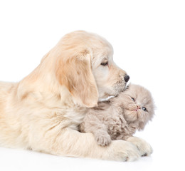 golden retriever puppy licking the kitten. isolated on white background