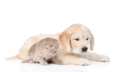 Puppy golden retriever and kitten lying together. isolated on white background