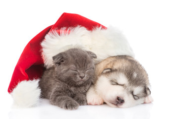 Fototapeta na wymiar sleeping puppy with a kitten in a christmas hat. isolated on white background