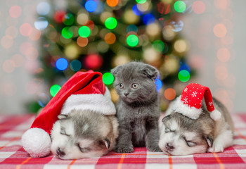 Fototapeta na wymiar kitten and sleeping puppies in Christmas hats on a background of the Christmas tree