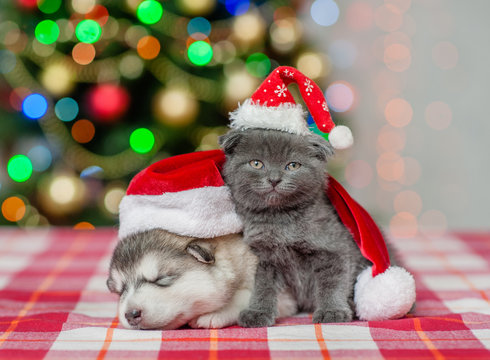 Kitten And Sleeping Puppy In Red Christmas Hats On A Background Of The Christmas Tree