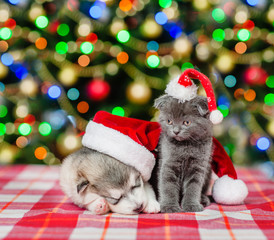 Cat and sleeping puppy in red christmas hats on a background of the Christmas tree