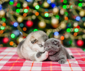 kitten plays with puppy on a background of the Christmas tree