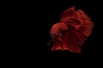 Siamese fighting fish.