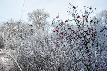 the red mountain ash was covered with fluffy frost on an early winter morning