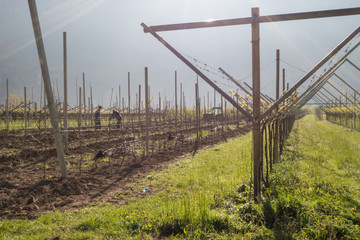 Obraz premium aldeno vallagarina campagna coltivazione mele