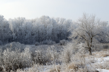 Obraz na płótnie Canvas Frosty winter morning in a Siberian city. Severe winter of Siberia