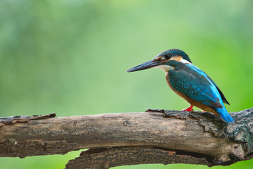 The common kingfisher (Alcedo atthis) also known as the Eurasian kingfisher, and river kingfisher, is a small kingfisher with seven subspecies recognized within its wide distribution across Eurasia