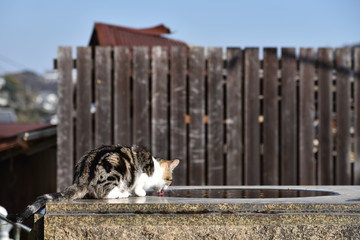 尾道の水飲む猫