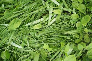 Fototapeta premium Green grass with foliage background with space for text