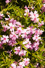 Phlox subulata or moss mountain or creeping phlox pink flowers with red core with green