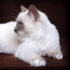 Chaton Sacré de Birmanie