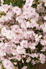 Dianthus plumarius or cottage pink or grass pink or garden pink or scotch pink or pheasant's-eye pink many  white flowers with red core
